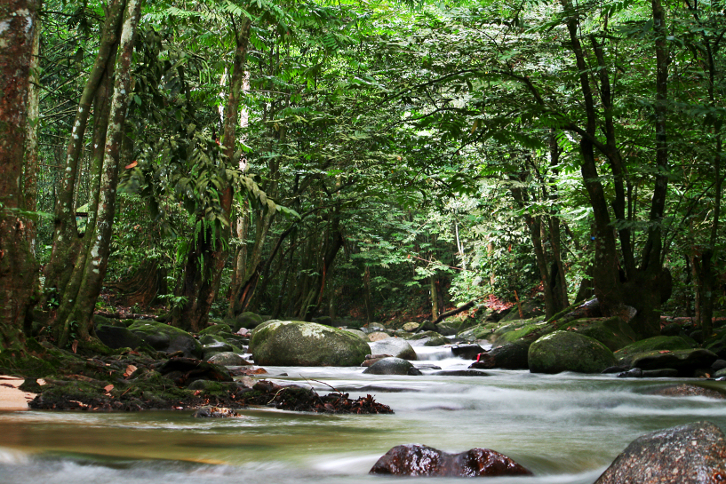 sg. tua recreational forest