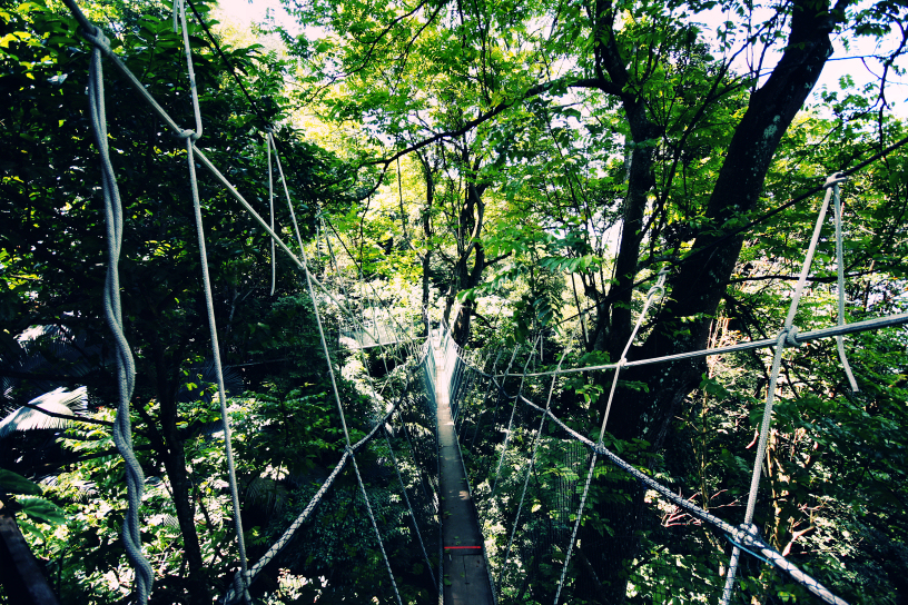 frim's canopy walkway