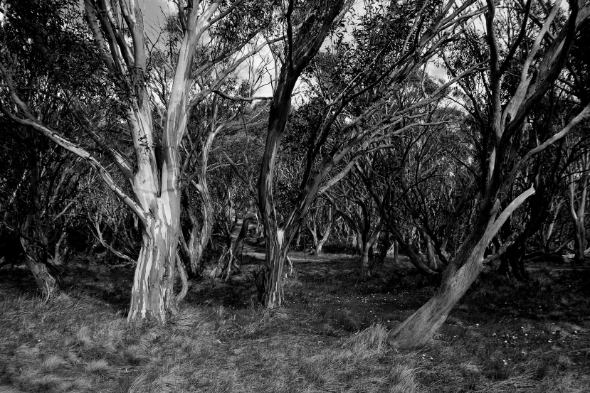 gum trees