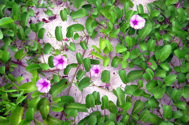 beach morning glory