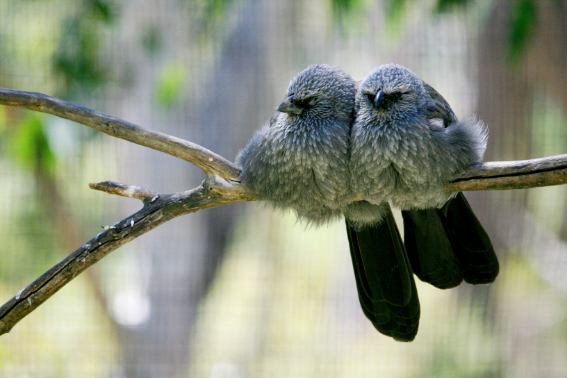 apostlebirds