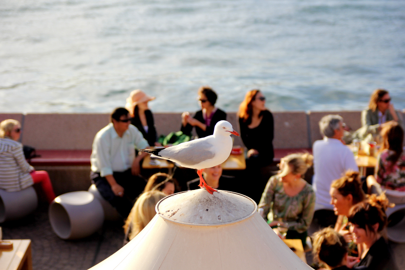 seagull at opera bar