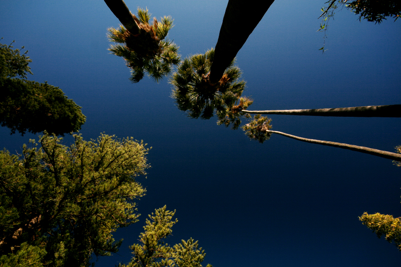 adelaide botanic garden