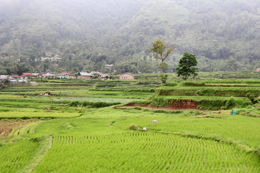 terraced fields