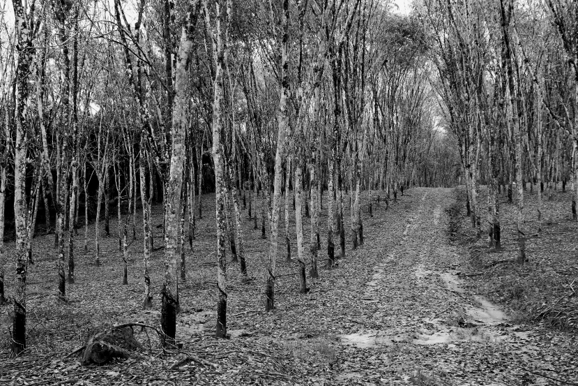 rubber trees