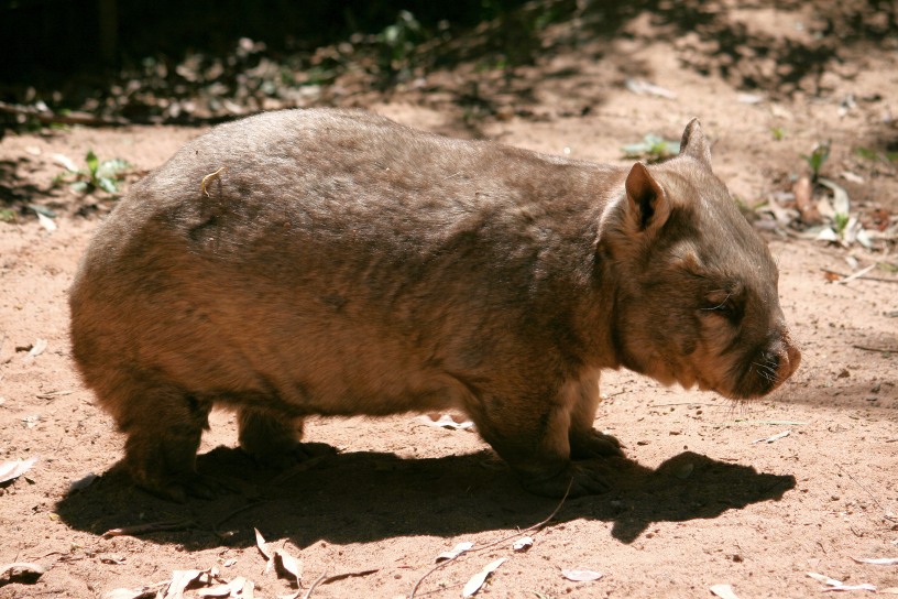 wombat