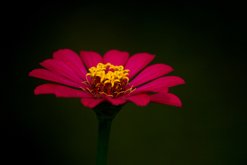 zinnia