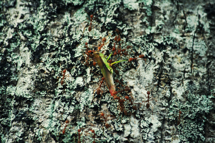 weaver ants and a grasshopper