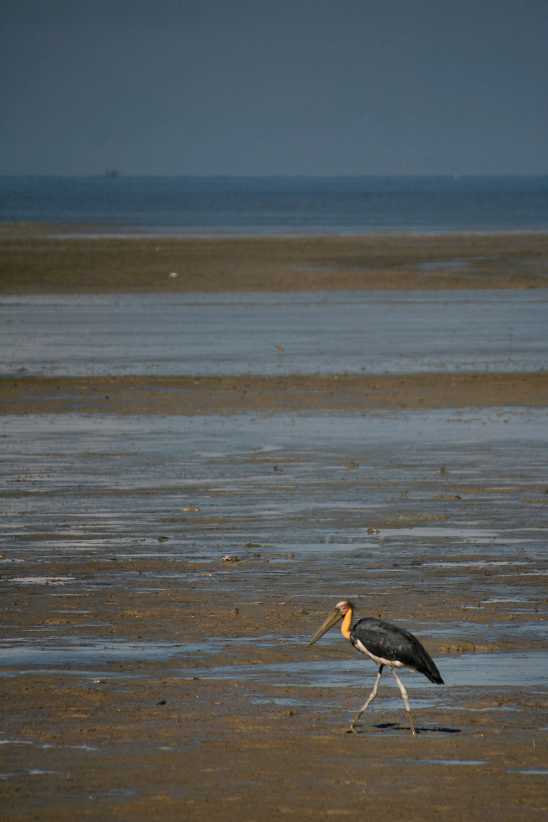 a lesser adjutant
