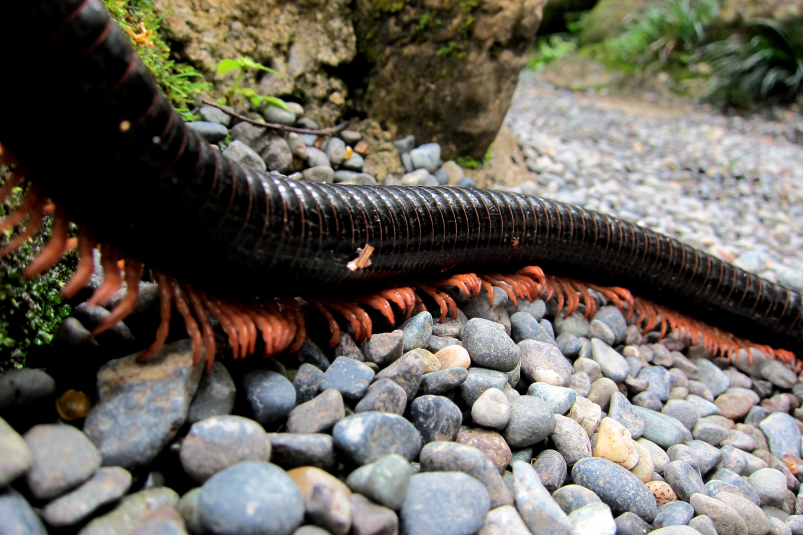 millipede legs