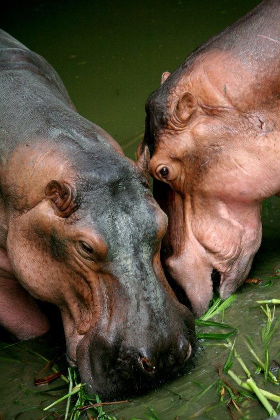 happy hippos