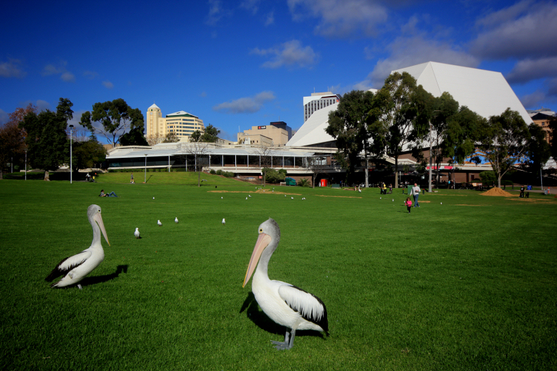 elder park's pelicans