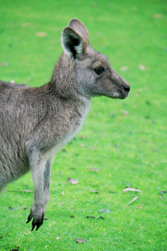 eastern grey kangaroo