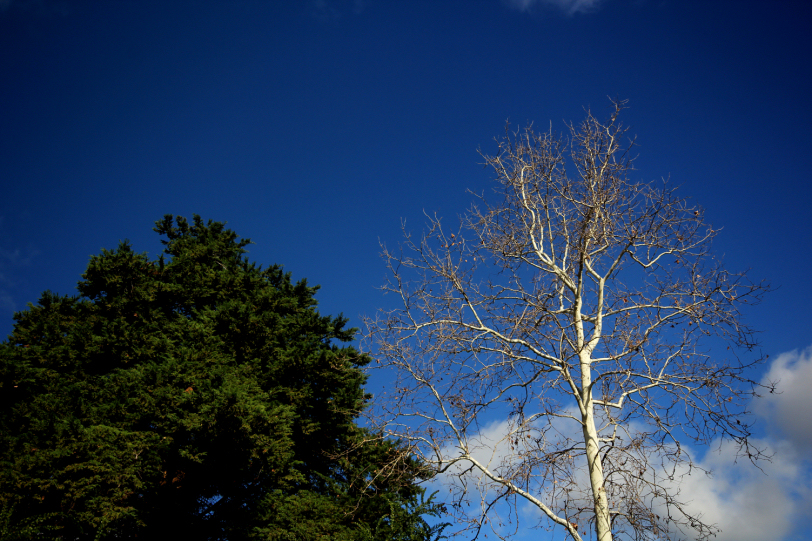 pioneer womens memorial gardens