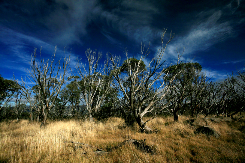 gum trees
