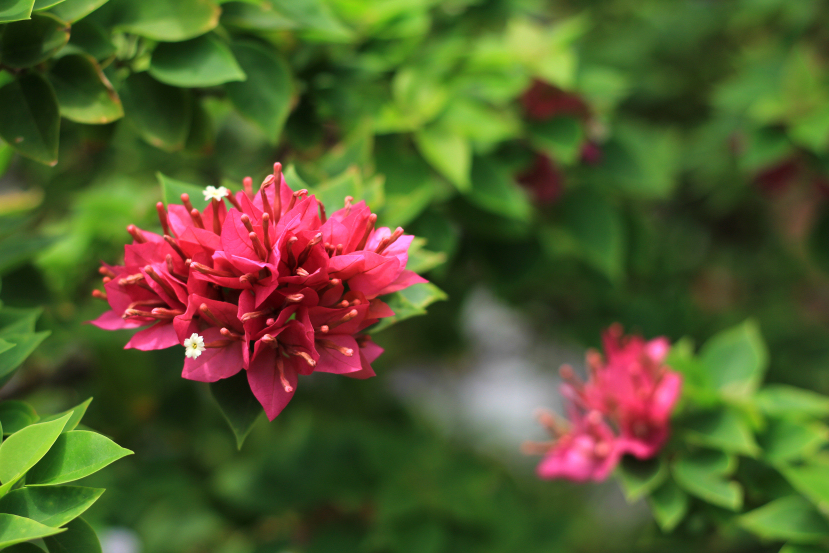 bougainvillea