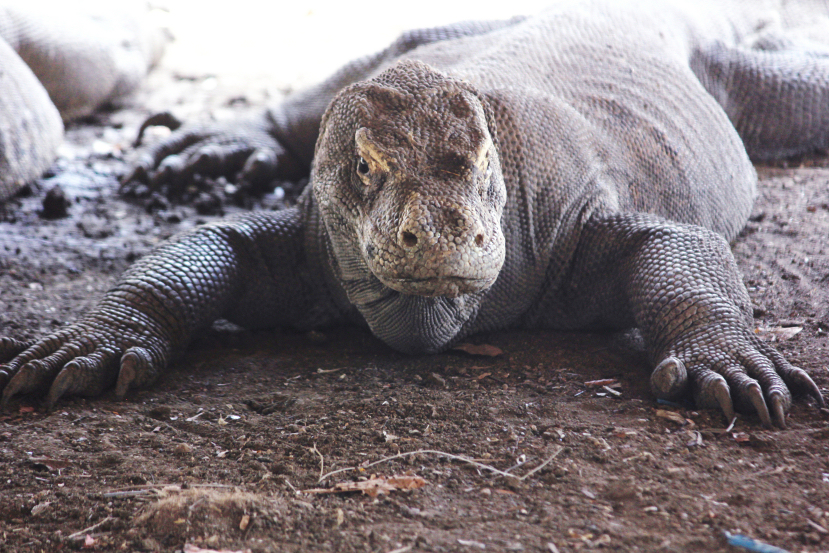 male komodo dragon