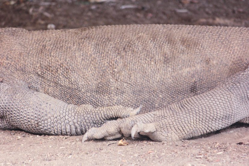 komodo torso and claws