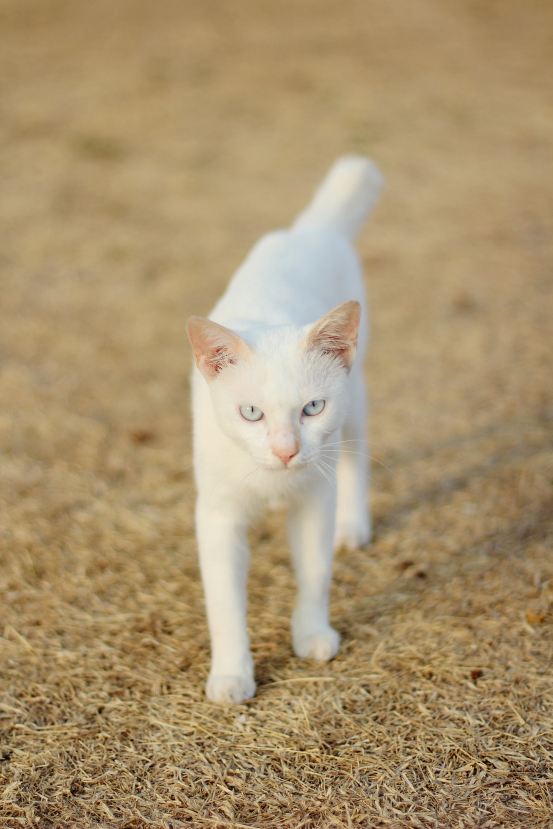 mr. white the cat