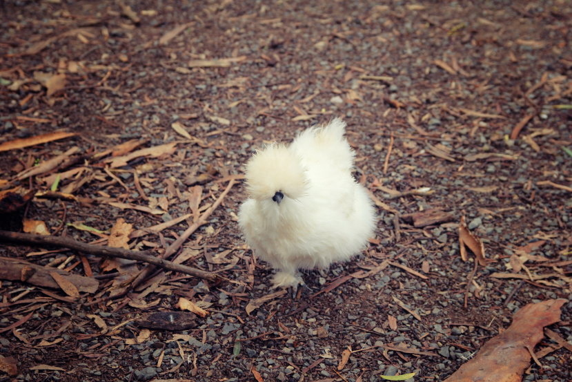 silkie