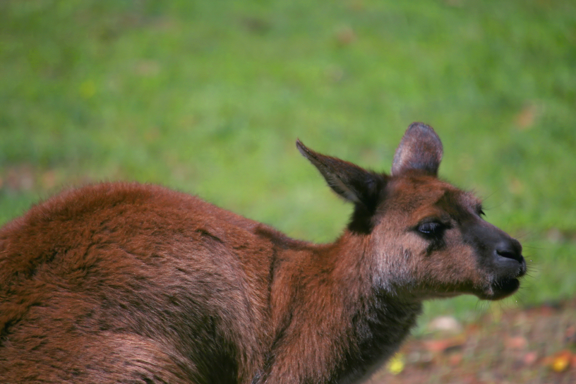 Aus Roo the roo | nitzus